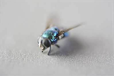 spifLuggu
